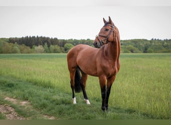 Zweibruecker, Gelding, 15 years, 16 hh, Brown