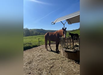 Zweibruecker, Gelding, 15 years, 17.2 hh, Chestnut-Red