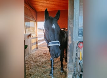 Zweibruecker, Gelding, 15 years, 17 hh, Black