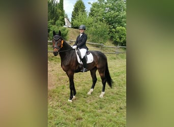 Zweibruecker, Gelding, 15 years, 18 hh, Smoky-Black