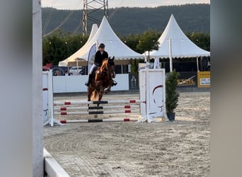 Zweibruecker, Gelding, 16 years, 16 hh, Chestnut-Red