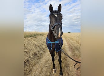 Zweibruecker, Gelding, 16 years, Smoky-Black