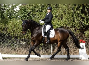 Zweibruecker, Gelding, 19 years, 16.3 hh, Bay-Dark