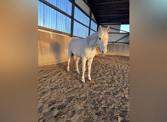 Zweibruecker, Gelding, 20 years, 16 hh, Gray