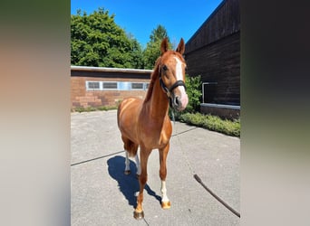Zweibruecker, Gelding, 2 years, 16.1 hh, Chestnut-Red Zweibruecker, Gelding, 2 years, 16.1 hh, Chestnut-Red