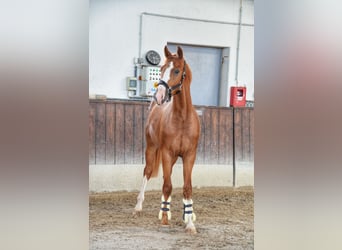 Zweibruecker, Gelding, 2 years, 16.1 hh, Chestnut-Red Zweibruecker, Gelding, 2 years, 16.1 hh, Chestnut-Red