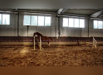 Zweibruecker, Gelding, 2 years, 16.1 hh, Chestnut-Red Zweibruecker, Gelding, 2 years, 16.1 hh, Chestnut-Red