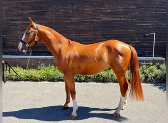 Zweibruecker, Gelding, 2 years, 16.1 hh, Chestnut-Red Zweibruecker, Gelding, 2 years, 16.1 hh, Chestnut-Red