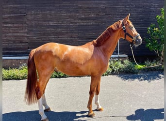Zweibruecker, Gelding, 2 years, 16.1 hh, Chestnut-Red Zweibruecker, Gelding, 2 years, 16.1 hh, Chestnut-Red