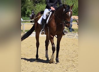 Zweibruecker, Gelding, 4 years, 17 hh, Bay-Dark
