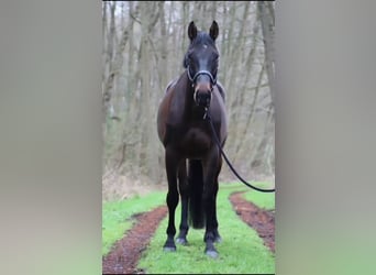 Zweibruecker, Gelding, 5 years, 16.1 hh, Bay-Dark