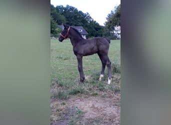 Zweibruecker, Gelding, 5 years, 17 hh, Black