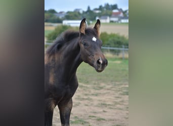 Zweibruecker, Gelding, 6 years, 16,3 hh, Bay-Dark