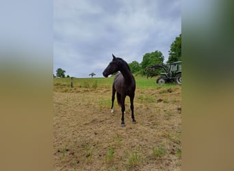 Zweibruecker, Gelding, 6 years, 17 hh, Black