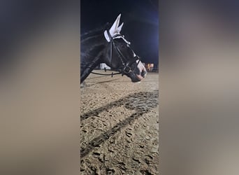 Zweibruecker, Gelding, 6 years, 17 hh, Black