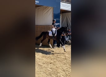 Zweibruecker, Gelding, 7 years, 16.3 hh, Bay-Dark