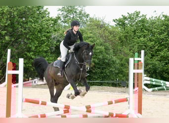 Zweibruecker, Gelding, 7 years, 16.3 hh, Bay-Dark