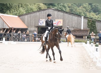 Zweibruecker, Gelding, 7 years, 16.3 hh, Bay-Dark