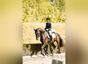 Zweibruecker, Gelding, 7 years, 16,3 hh, Bay-Dark