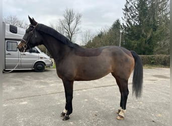 Zweibrücker, Giumenta, 12 Anni, Baio scuro