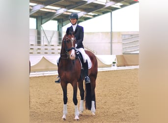 Zweibrücker, Giumenta, 13 Anni, 170 cm, Baio