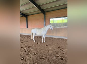 Zweibrücker, Giumenta, 15 Anni, 170 cm, Grigio