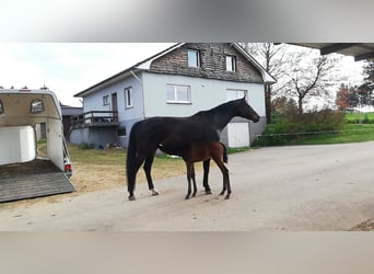 Zweibrücker, Giumenta, 15 Anni, 180 cm, Baio scuro