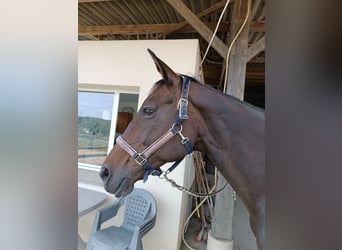 Zweibrücker, Giumenta, 16 Anni, 160 cm, Baio nero