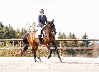 Zweibrücker, Giumenta, 17 Anni, 173 cm, Baio scuro