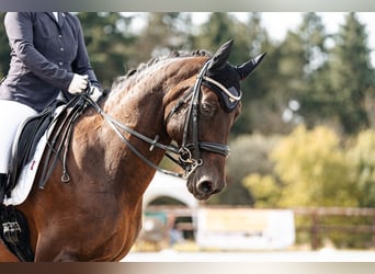 Zweibrücker, Giumenta, 17 Anni, 173 cm, Baio scuro