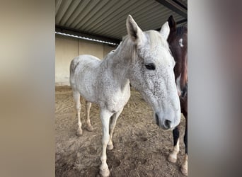 Zweibrücker, Giumenta, 18 Anni, 176 cm, Grigio trotinato