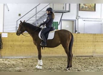 Zweibrücker, Giumenta, 3 Anni, 163 cm, Baio