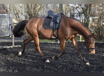 Zweibrücker, Giumenta, 4 Anni, 165 cm, Baio
