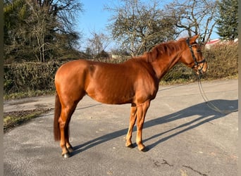 Zweibrücker, Giumenta, 5 Anni, 162 cm, Sauro