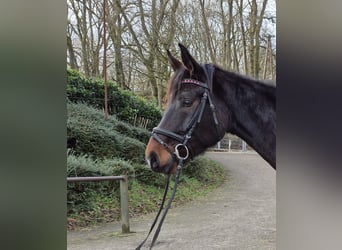 Zweibrücker, Giumenta, 5 Anni, 170 cm, Baio scuro