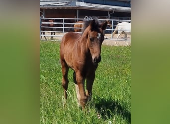 Zweibrücker, Hengst, 1 Jaar, Bruin