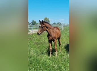 Zweibrücker, Hengst, 1 Jahr