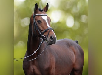 Zweibrücker, Hengst, 17 Jaar, 170 cm, Bruin