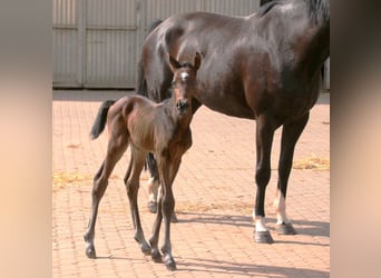 Zweibrücker, Hingst, Föl (04/2024), Brun