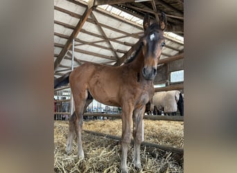 Zweibrücker, Hingst, Föl (04/2024), Brun