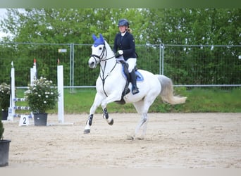 Zweibrücker, Klacz, 13 lat, 169 cm, Siwa