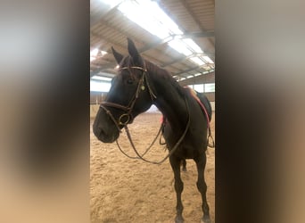 Zweibrücker, Klacz, 14 lat, 175 cm, Kara