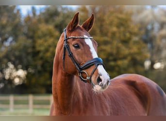 Zweibruecker, Mare, 10 years, 16 hh, Chestnut-Red