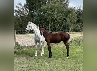 Zweibruecker, Mare, 12 years, 15.2 hh, Grey