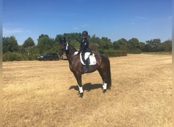 Zweibruecker, Mare, 12 years, 16 hh, Black