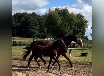 Zweibruecker, Mare, 12 years, 16 hh, Brown