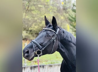 Zweibruecker, Mare, 12 years, 17,3 hh, Black