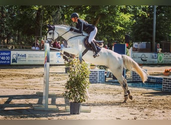 Zweibruecker, Mare, 13 years, 16,3 hh, Gray