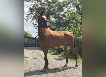 Zweibruecker, Mare, 13 years, 16 hh, Chestnut-Red
