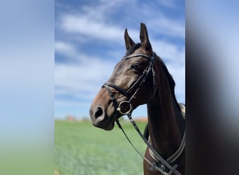 Zweibruecker, Mare, 13 years, 16,1 hh, Bay-Dark